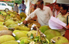 The value and uses of the Jackfruit showcased